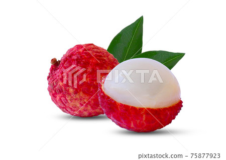 Lychee leaves and lychee fruits have a sweet and refreshing aroma isolated on white background. 75877923