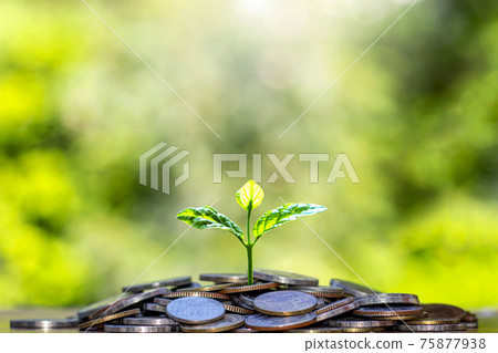 The seedlings that grow on a pile of coins include a blurred green nature backdrop, the idea of saving money and economic growth. 75877938