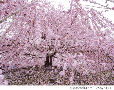 三重 鈴鹿林園垂梅風光 照片素材 圖片 圖庫