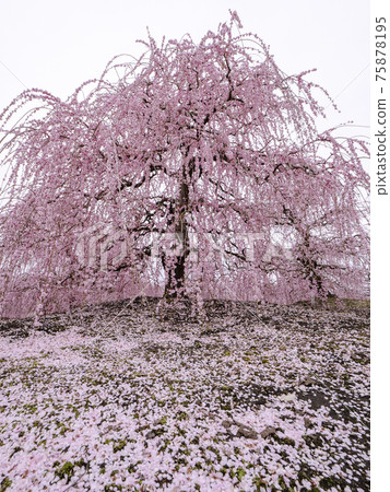 三重 鈴鹿林園垂梅風光 照片素材 圖片 圖庫