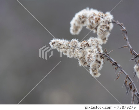 Close up of dry faded flowers of Goldenrod or Solidago canadensis with fluffy seeds on beige bokeh background. Selective focus, copy space Close up of dry faded flowers of Goldenrod or Solidago canadensis with fluffy seeds on beige bokeh background. Selective focus, copy space 75879279