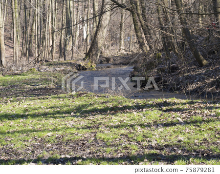 View of small spring stream in Kunraticky les forest park with bare trees early spring sunny day. Prague, Czech Republic View of small spring stream in Kunraticky les forest park with bare trees early spring sunny day. Prague, Czech Republic 75879281