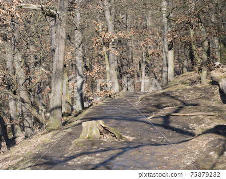 Narrow foot path in Kunraticky les forest park with bare trees early spring sunny day. Prague, Czech Republic Narrow foot path in Kunraticky les forest park with bare trees early spring sunny day. Prague, Czech Republic 75879282