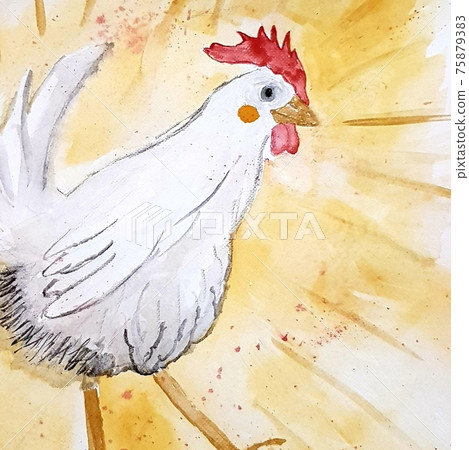 Watercolor white american hen illustration Watercolor white american hen illustration 75879383
