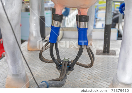 Cow Milking Machine Cow Milking Machine 75879410