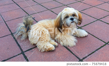 Small Dog Laying 75879418