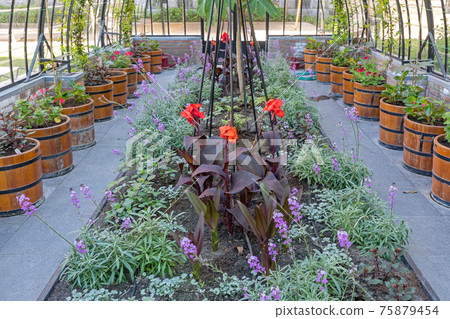 Conservatory Plants Conservatory Plants 75879454