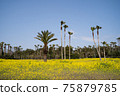 A beautiful landscape with rapeseed flowers and palm trees 75879785