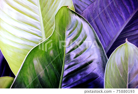 Blue, purple leaves texture background. 75880193