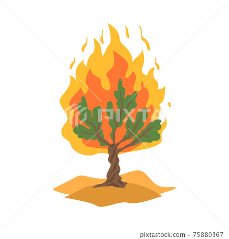 Burning Bush not Consuming by Flames as Narrative from Bible Vector Illustration Burning Bush not Consuming by Flames as Narrative from Bible Vector Illustration 75880367
