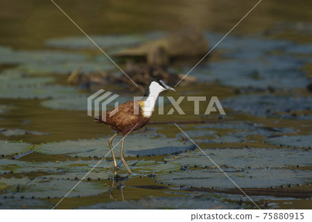 African jacana 75880915