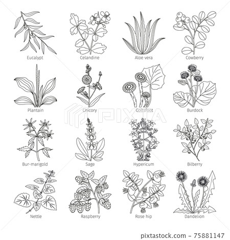 Medicine plants and herbs collection Medicine plants and herbs collection 75881147
