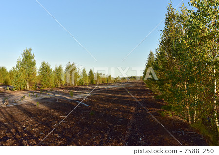 Landscape on peatlands where being development of the peat.  75881250