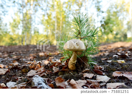 Edible brown cap boletus grows in the ground among fallen birch leaves in the fall season.  75881251