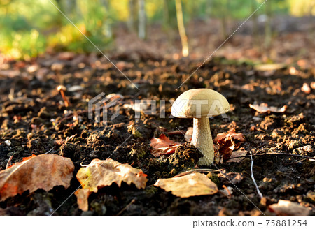 Edible brown cap boletus grows in the ground among fallen birch leaves in the fall season.  75881254
