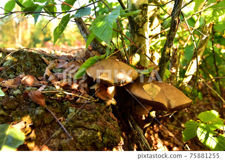 Group of the edible brown cap boletus among the grass and moss in autumn forest.  75881255