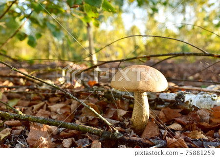 Edible brown cap boletus among the grass and moss in autumn forest.  75881259