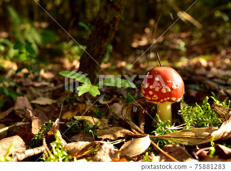 Red mushroom amanita toxic, also called panther cap.  75881283