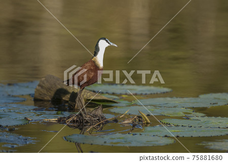 African jacana African jacana 75881680