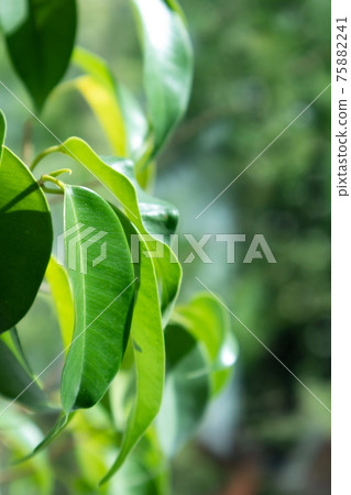 Close Up Of Green Leaves Of Ficus Elastica Tineke, Sun Light, Reflection And Yellow Background. Abstract Nature Pattern In The Living Room. Close Up Of Green Leaves Of Ficus Elastica Tineke, Sun Light, Reflection And Yellow Background. Abstract Nature Pattern In The Living Room. 75882241