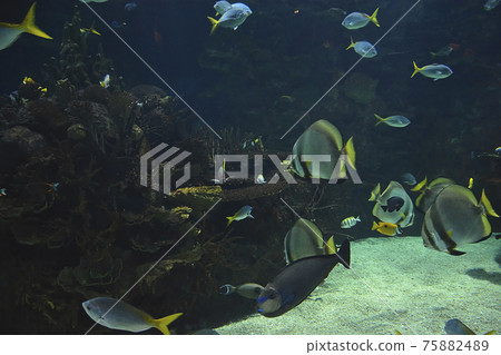 Tropical goldfish in the ocean Tropical goldfish in the ocean 75882489