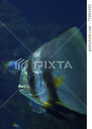 Big silver fish with bright colors Big silver fish with bright colors 75882493