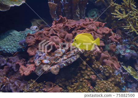 Small yellow fish in the ocean, Small yellow fish in the ocean, 75882500