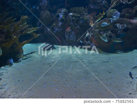 Set of goldfish in the ocean, 75882501