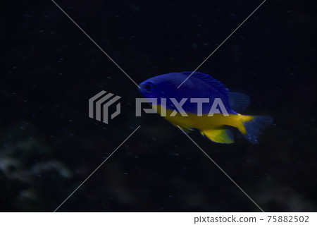 Small blue fish in the ocean 75882502