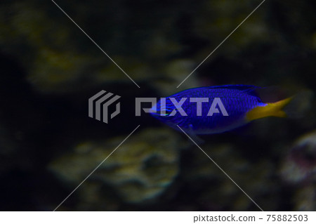 Small blue fish in the ocean 75882503