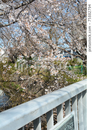 Cherry blossoms seen from the bridge 75882794