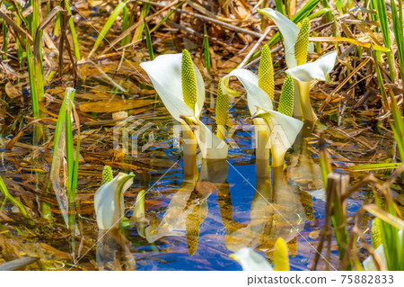 初夏津輕池自然花園的瑞穗町[長野縣] 75882833