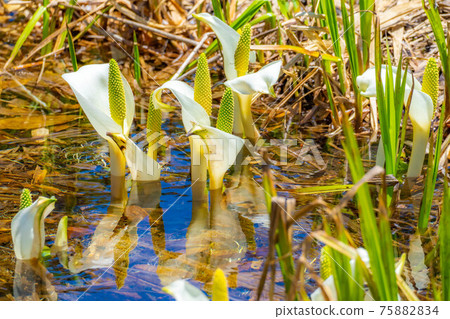 初夏津輕池自然花園的瑞穗町[長野縣] 75882834