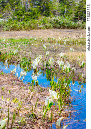 Mizubasho of Tsugaike Natural Garden in early summer [Nagano Prefecture] 75882838