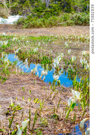 Mizubasho of Tsugaike Natural Garden in early summer [Nagano Prefecture] 75882839