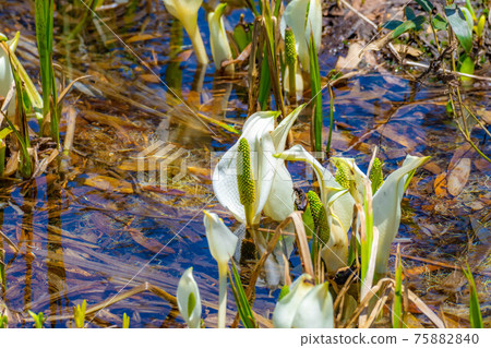 Mizubasho of Tsugaike Natural Garden in early summer [Nagano Prefecture] 75882840