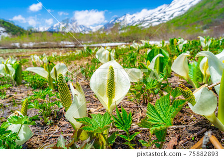 Mizubasho of Tsugaike Natural Garden in early summer [Nagano Prefecture] 75882893