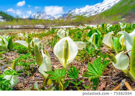 Mizubasho of Tsugaike Natural Garden in early summer [Nagano Prefecture] 75882894