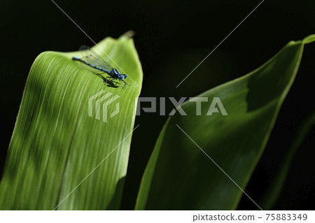 Ruriiro dragonfly Ruriiro dragonfly 75883349