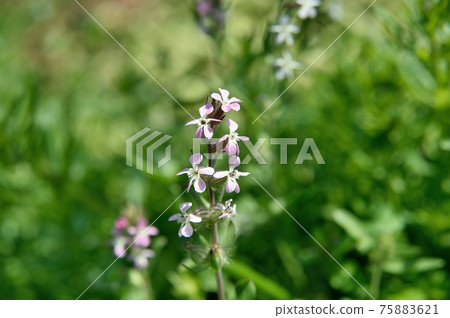 Mantema flower Mantema flower 75883621
