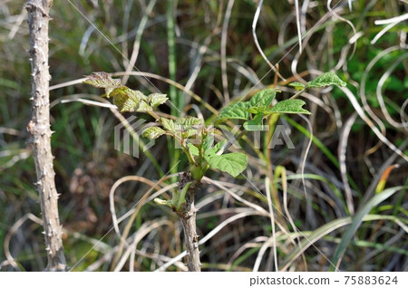 Aralia elata bud Aralia elata bud 75883624
