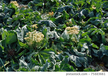 Cauliflower flowers 75883661