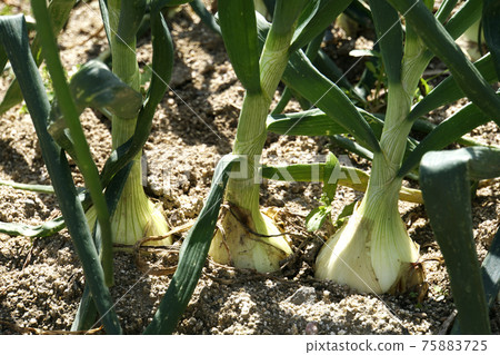 White onions in the spring sun 75883725