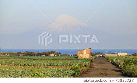 A cabbage field that is a tradition of Miura City, Kanagawa Prefecture, on the Shonan Miura Peninsula 75883727