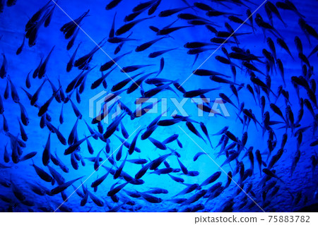 部落的魚 部落的魚 75883782