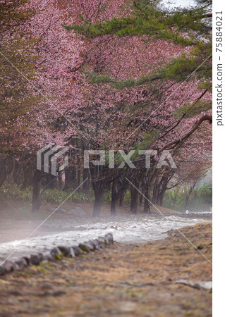 Wild cherry blossoms in the rain 75884021