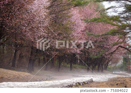 Wild cherry blossoms in the rain Wild cherry blossoms in the rain 75884022
