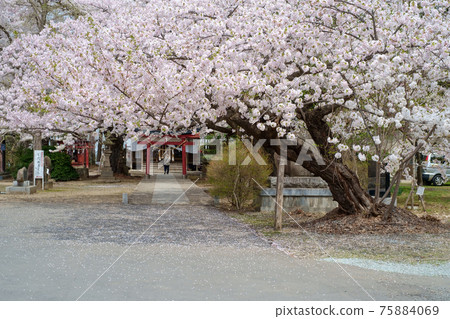 Beautiful cherry blossom scenery of Hirosaki Tenmangu 75884069