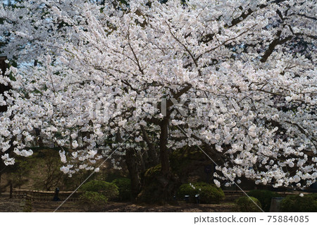 弘前公園最古老的吉野櫻花樹 75884085