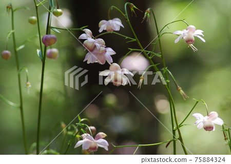 Anemonopsis macrophylla blooming on the forest floor Anemonopsis macrophylla blooming on the forest floor 75884324